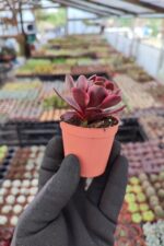Aeonium SuperBang - Görsel 3