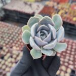 Echeveria Orion
