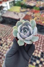 Echeveria Orion