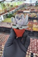 Echeveria Orion - Görsel 2