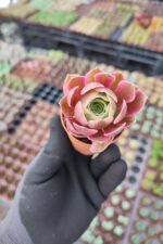 Aeonium Pink Witch - Görsel 2