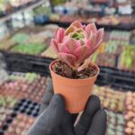 Aeonium Pink Witch