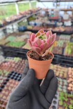 Aeonium Pink Witch