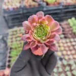 Aeonium Zwartkin