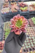 Aeonium Zwartkin