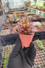 Aeonium Zwartkin - Görsel 2