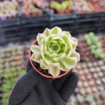 Aeonium Maybach