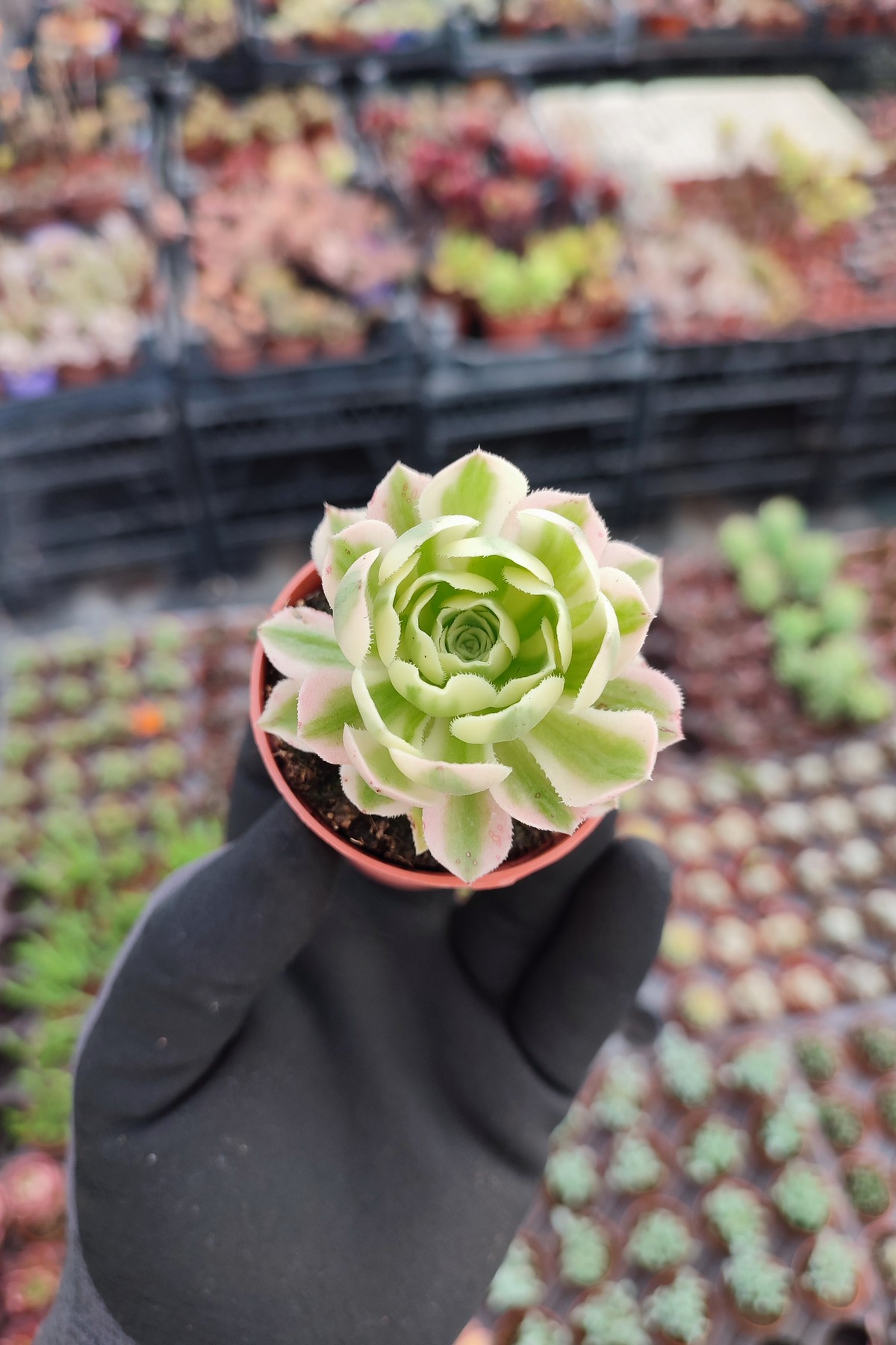 IMG_20260610_171958 Aeonium Maybach - Görsel 1