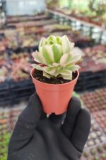 Aeonium Maybach - Görsel 2