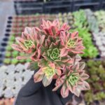 Aeonium Sweet Tea Variegated