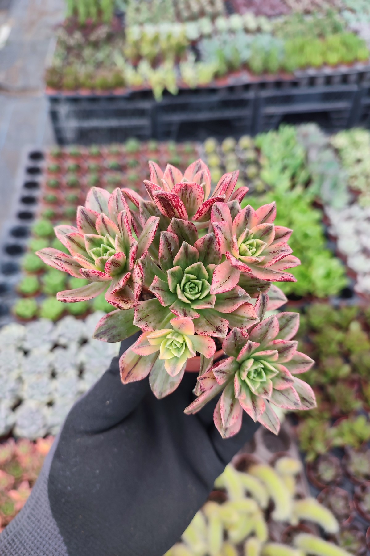 IMG_20260824_164133 Aeonium Sweet Tea Variegated - Görsel 1
