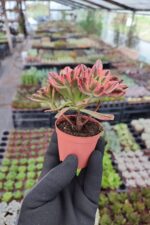 Aeonium Sweet Tea Variegated - Görsel 2