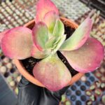 Kalanchoe Luciae Fantastic Variegated