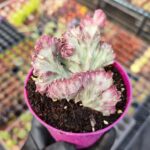 Euphorbia lactea cristata