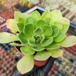 Aeonium Goblin