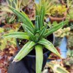 Agave Victoria Reginae