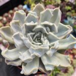 Echeveria Thriller Pearl