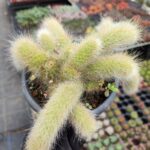 Hildewintera – Maymun Kuyruğu