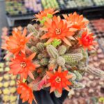 Chamaecereus silvestri – Yılan Kaktüs