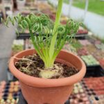 Albuca Spiralis