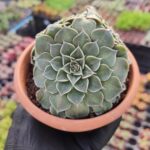 Graptopetalum Tacitus