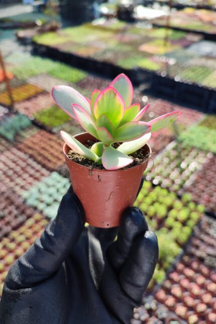 Crassula Platyphylla Variegata
