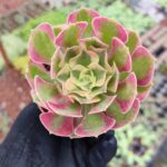 Aeonium Pink Witch