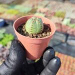 Euphorbia Globasa Cv. Obesa