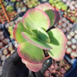 Kalanchoe Luciae Fantastic Variegated