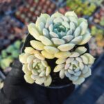 Echeveria Dondo
