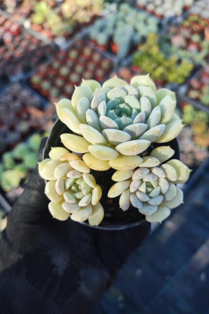 Echeveria Dondo