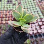 Crassula Platyphylla Variegata