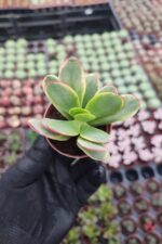 Crassula Platyphylla Variegata