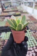 Crassula Platyphylla Variegata - Görsel 2