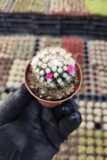 Mammillaria gracilis ssp. - Görsel 2