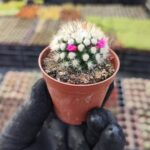 Mammillaria gracilis ssp.