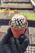 Mammillaria gracilis ssp.