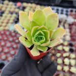Aeonium Goblin
