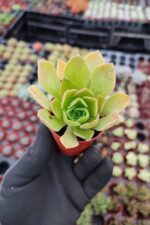 Aeonium Goblin