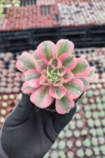 Aeonium Pink Witch