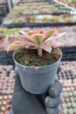 Aeonium Pink Witch - Görsel 2