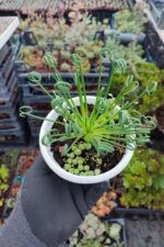 Albuca Spiralis - Görsel 2
