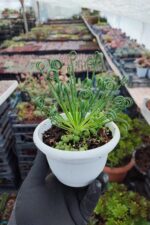 Albuca Spiralis