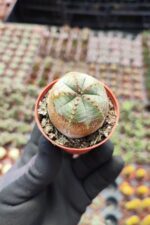 Euphorbia Globasa Cv. Obesa - Görsel 2