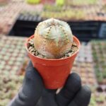 Euphorbia Globasa Cv. Obesa