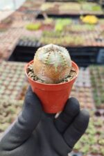 Euphorbia Globasa Cv. Obesa