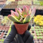 Crassula Platyphylla Variegata