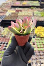 Crassula Platyphylla Variegata