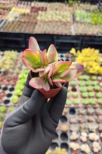 Crassula Platyphylla Variegata - Görsel 2