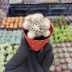 Mammillaria gracilis ssp.